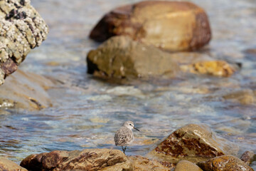 The white-rumped sandpiper (Calidris fuscicollis)