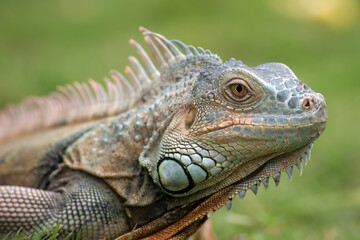 Big green iguana on a grass