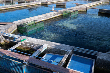 穂高のニジマス養殖池