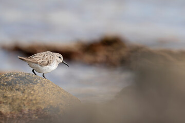 The white-rumped sandpiper (Calidris fuscicollis)