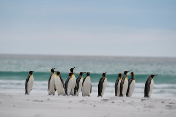 The king penguin (Aptenodytes patagonicus)