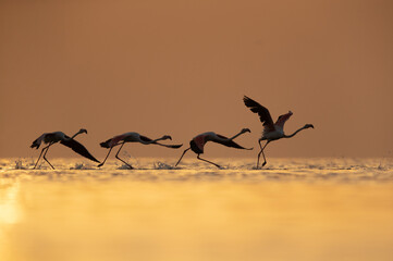 Silhouette of Greater Flamingos takeoff at Asker coast during sunrise, Bahrain