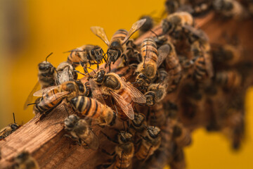 abeja reina con otras abejas obreras