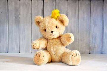 Retro Teddy bear with flower in old fashioned wooden cabinet.