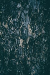 Bark Texture for Background in Dark Tone.