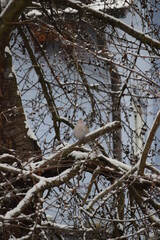 Collared dove in Snowfall