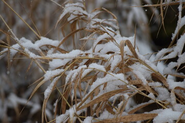 Fototapeta premium Grass with Snow