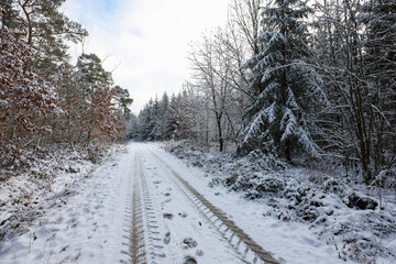 In the forest on a foggy winter morning