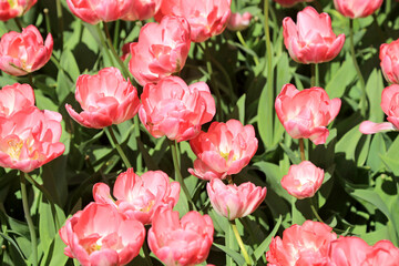 Blühende Tulpen im Frühling