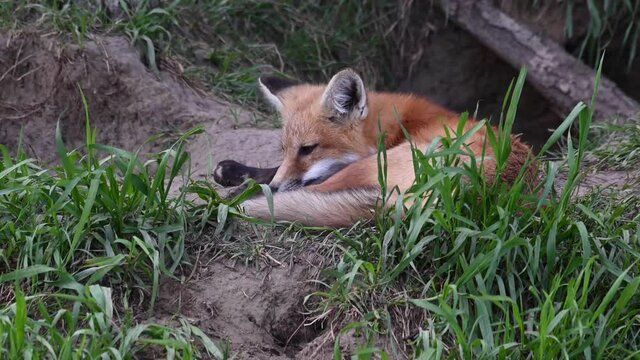 Red fox kits at their den in the Canadian wilderness
