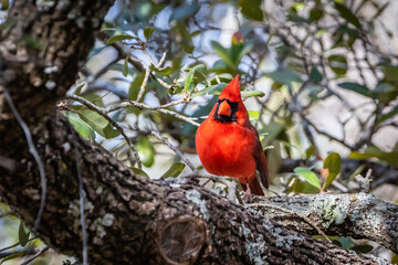 northern cardinal