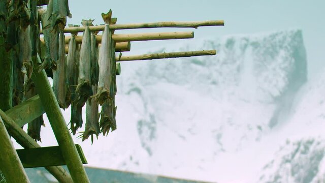 ZOOM IN to CLOSE UP of cod stockfish hanging out to dry, Norway