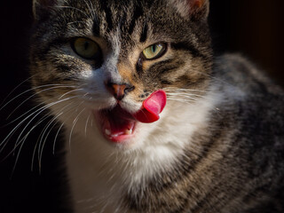 Close-up of a funny face of a cat washing its tongue.