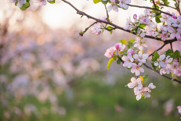 pink and white apple flowers in sunlight outdoor