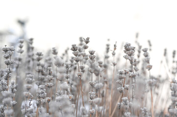 Lavendel
