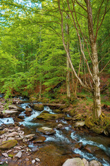 mountain river runs through the forest. water flow among the rocks. trees in fresh green foliage. beautiful nature scenery in spring