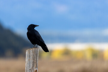Raven in Autumn in Grand Teton National Park Wyoming