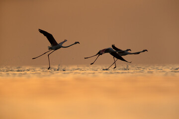Greater Flamingos takeoff with dramtic hue at Asker coast during sunrise, Bahrain