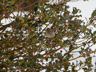 (Passer domesticus) Moineau domestique jeune au plumage pâle nuancé de brun, gris et beige-chamois perché sur une branche d'un houx commun