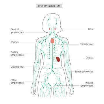 Lymphatic system concept