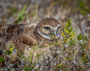 Burrowing owl hides in tall grass in Florida