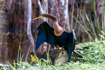An anhinga looks up and to the left as it dries its wings in the late afternoon sun at a swamp in...