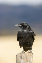 Raven in Autumn in Grand Teton National Park Wyoming