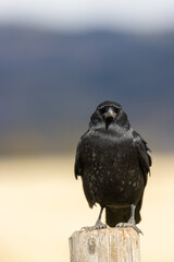 Raven in Autumn in Grand Teton National Park Wyoming