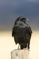 Raven in Autumn in Grand Teton National Park Wyoming