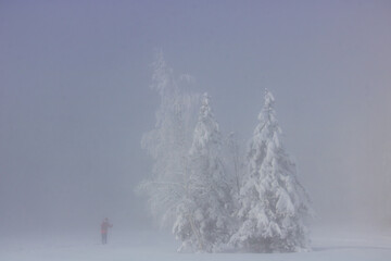 Fototapeta na wymiar sapins en montagne en hiver recouverts de neige et dans le blizzard