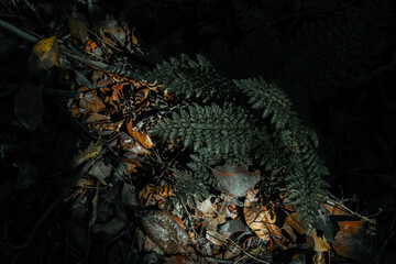 
jungle of matte greens and warm tones
