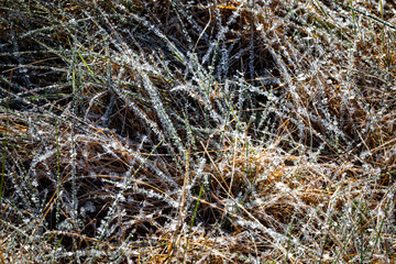 Morning field of frost covered frost
