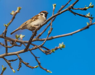Bird sparrow close-up on a branch of an apple tree in spring against a blue sky