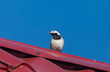 Wagtail bird close-up on a metal burgundy roof of a house in spring against a blue sky background