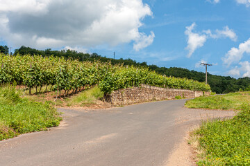 Weinberge