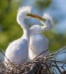 Pair of delicate, juvenile great egrets playing in nest.