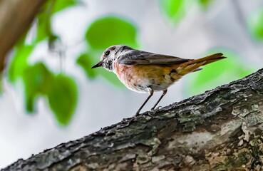 Bird redstart ordinary close-up in summer on the branch of an apple tree against the background of green foliage