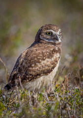 Portrait of a small burrowing owl looking right