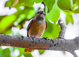 Bird redstart ordinary close-up in summer on the branch of an apple tree against the background of green foliage