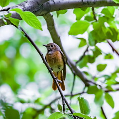 Bird redstart ordinary close-up in summer on the branch of an apple tree against the background of green foliage