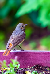 Bird redstart ordinary close-up on a crimson board in summer against the background of green foliage of a shrub