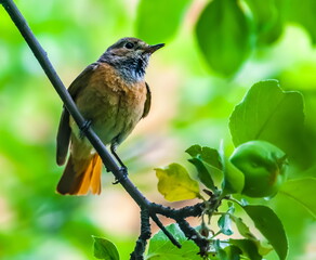 Bird redstart ordinary close-up in summer on the branch of an apple tree against the background of green foliage