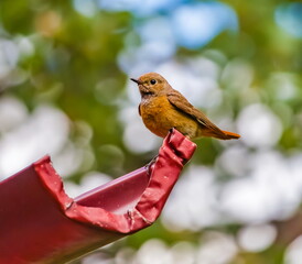 Bird redstart ordinary close-up on the tray for draining water from the roof in summer against the background of apple leaves