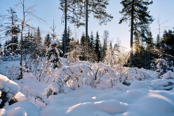 The snow covered forest just outside of downtown Oslo, Norway. It is a beautiful forest that many people use for recreation. Cross country, tenting, fishing and hunting is popular. Also alpine skiing.