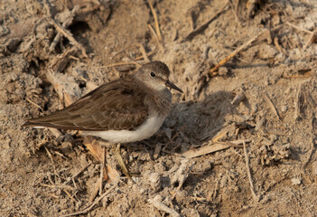 Portrait of a Temminck's stint at Adhari, Bahrain