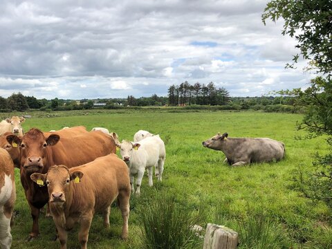 Cattle farm. Claremorris, Co. Mayo, Ireland. 