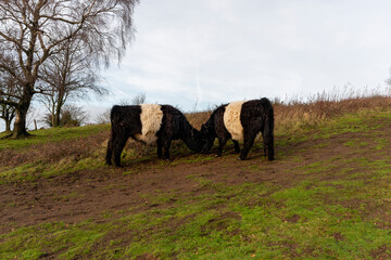 Cattle grazing on the Malvern Hills Malvern Worcestershire UK