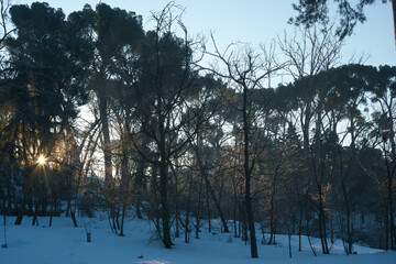krajobraz zima drzewa śnieg rośliny natura