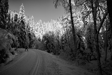 Fototapeta na wymiar Black and white high contrast with a red filter creates drama in this wild and beautiful snow covered forest. This just outside of down town Oslo, Norway in cold January morning. It was below 15 minus