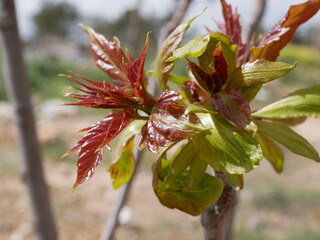The bud is opened on a tree branch on a warm spring day. Small new green leaves at the end of the branch.